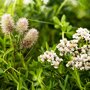 Daktuin element ECO Sedum & Wildflower (Duizendblad)